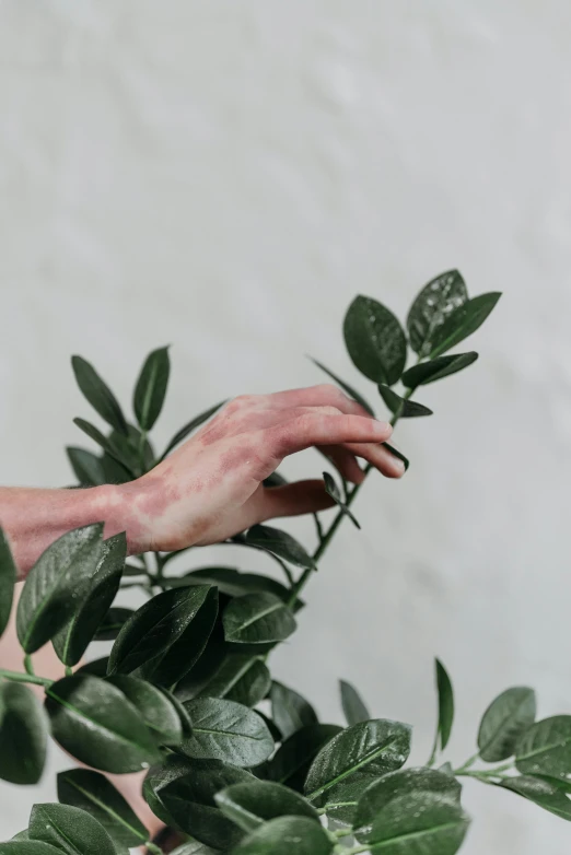 a close up of a person holding a plant, trending on pexels, aestheticism, long limbs, veins popping out, with soft bushes, promo image