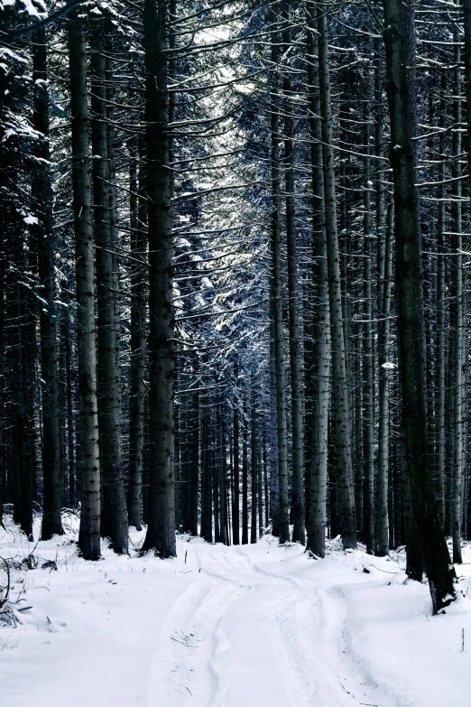 a forest filled with lots of trees covered in snow, an album cover, by Karl Pümpin, pexels contest winner, baroque, dark wood, in a row, ((trees))