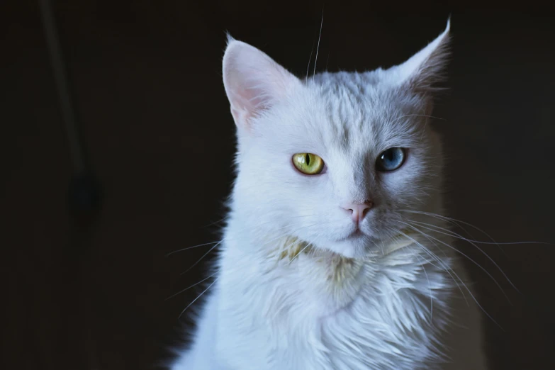 a close up of a white cat with green eyes, a portrait, by Julia Pishtar, unsplash, fan favorite, warrior cats, doing a majestic pose, taken with sony alpha 9