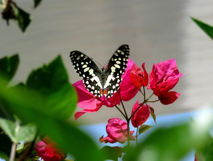 a black and white butterfly sitting on a pink flower, by Phyllis Ginger, pexels contest winner, bougainvillea, lush plants and flowers, museum quality photo, hd footage