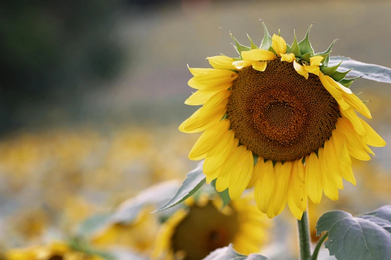 a close up of a sunflower in a field, pexels contest winner, photorealism, paul barson, yellow hue, grey, ready to eat