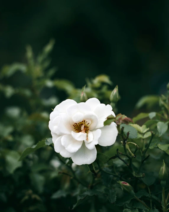 a white rose in the middle of a bush, inspired by Elsa Bleda, unsplash, medium format. soft light, manuka, porcelain skin ”, high quality product photo