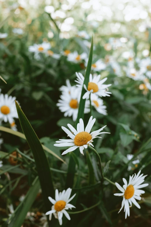 a bunch of white flowers sitting on top of a lush green field, trending on unsplash, chamomile, ilustration, high resolution photo, wide angle”
