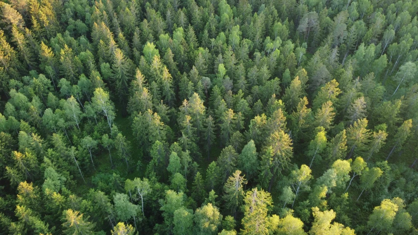 a forest filled with lots of green trees, an album cover, by Jaakko Mattila, pexels, hurufiyya, drone photograpghy, sustainable materials, summer evening, ((trees))