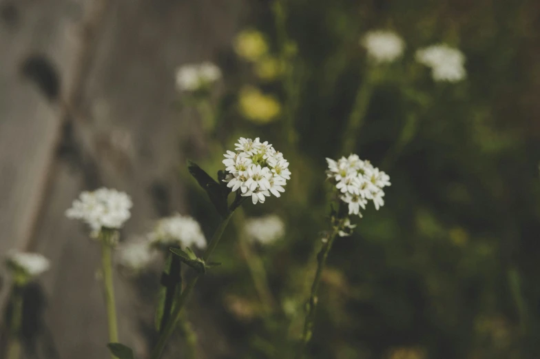 white flowers in front of a wooden fence, a macro photograph, unsplash, herbs, alessio albi, background image, mid shot photo