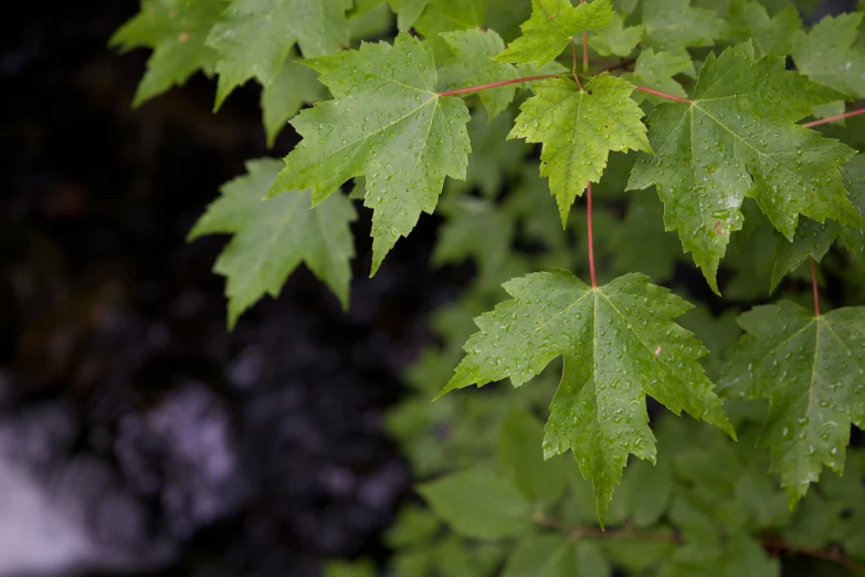 a close up of a leaf with water in the background, by David Simpson, unsplash, hurufiyya, maple tree, lush foliage, high angle, amongst foliage