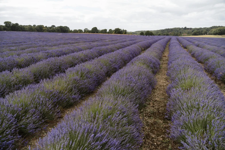 a field of lavender on a cloudy day, by David Simpson, pexels, thick blue lines, 2 5 6 x 2 5 6 pixels, seen from the side, bath