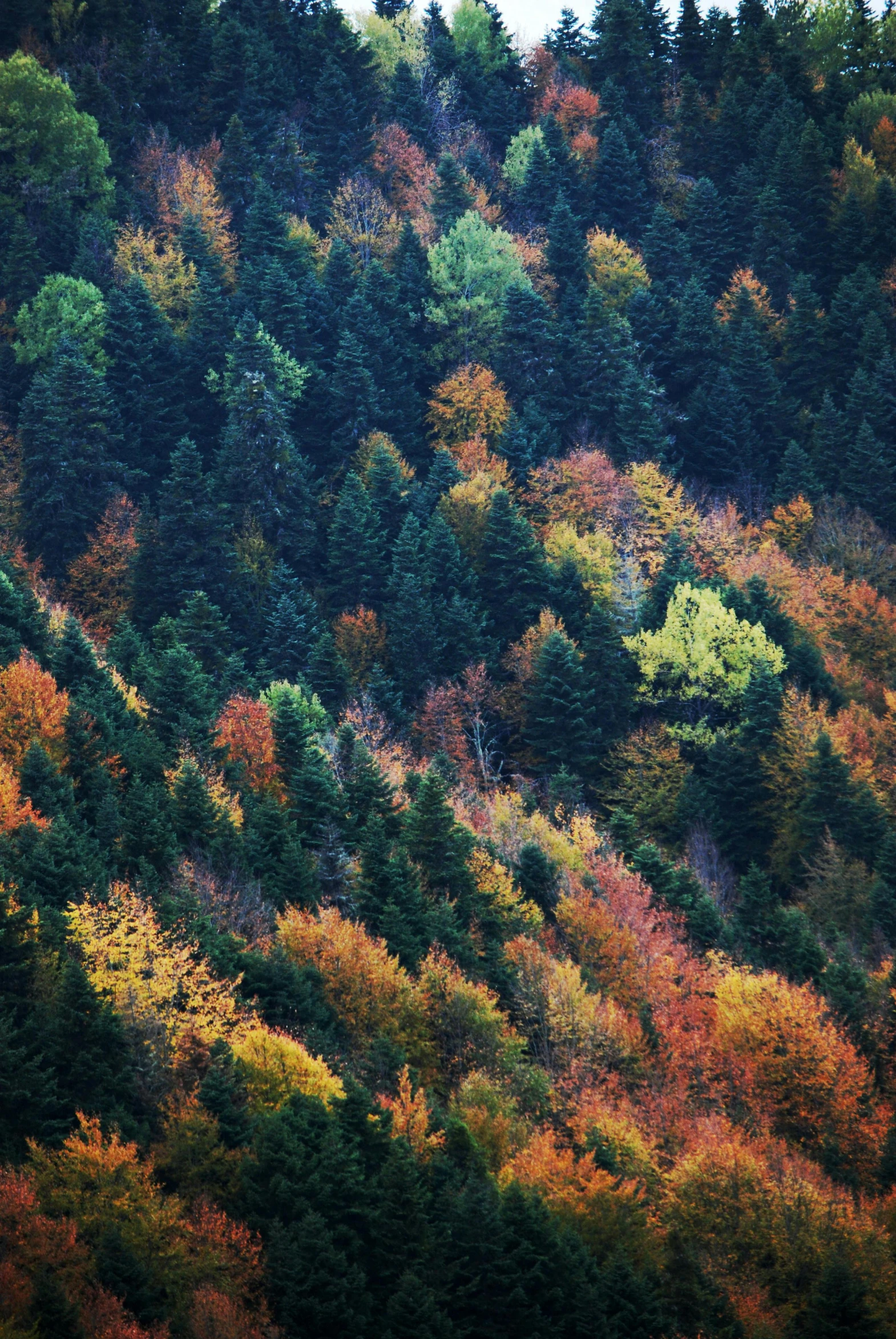 a herd of sheep grazing on top of a lush green hillside, inspired by Elsa Bleda, unsplash contest winner, renaissance, colorful autumn trees, ((trees)), german forest, alessio albi