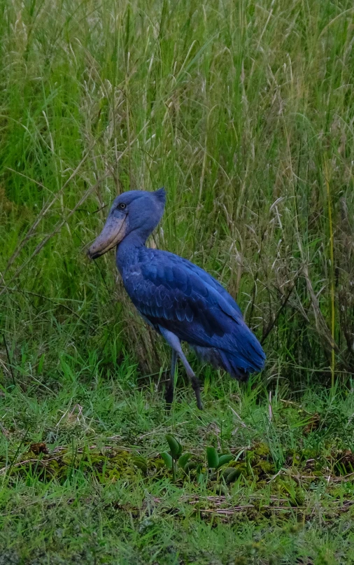 a blue bird standing on top of a lush green field, in a swamp, african sybil, slide show, uncropped