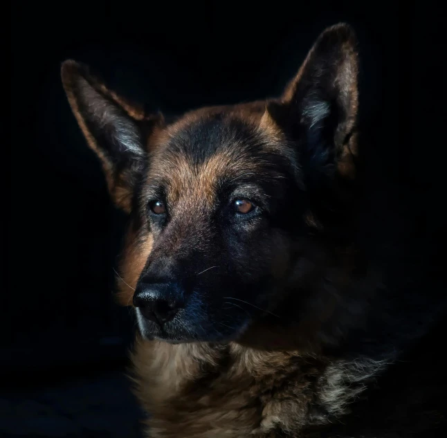 a close up of a dog with a dark background, by Adam Marczyński, pexels contest winner, photorealism, german shepherd, soft light from the side, dramatic lighting; 4k 8k, portrait of an old