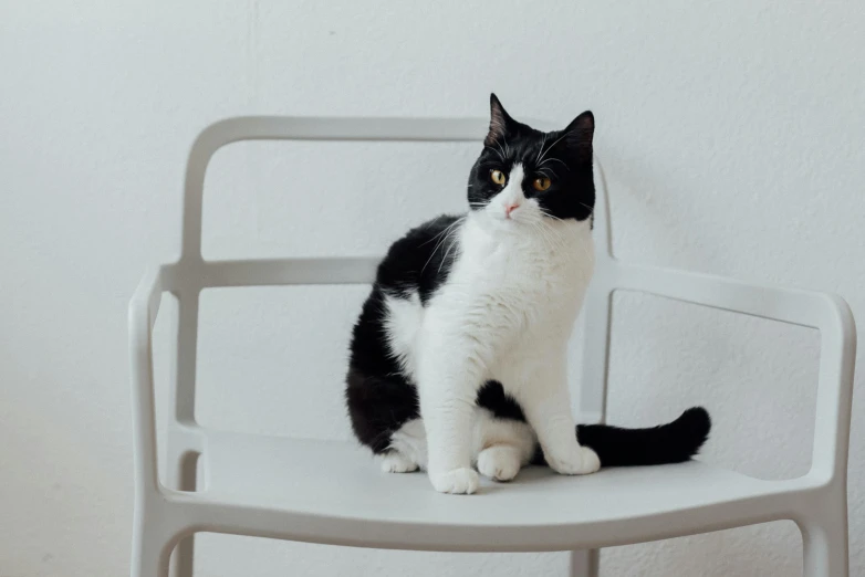a black and white cat sitting on a white chair, on a table