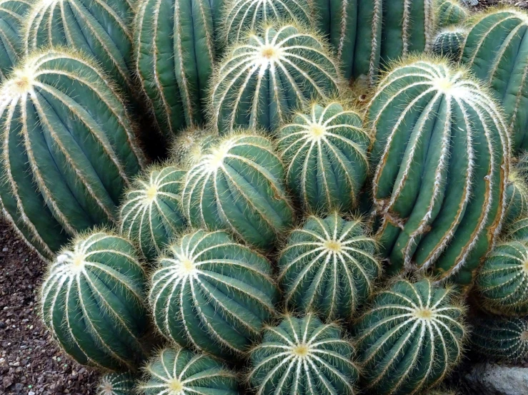 a close up of a bunch of cactus plants, 3 4 5 3 1, stunning lines, award - winning, excellent quality