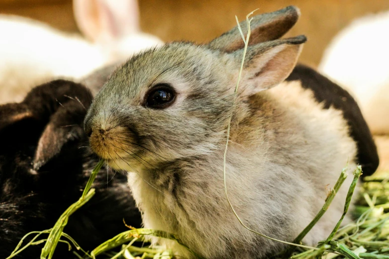 a couple of rabbits sitting on top of a pile of grass