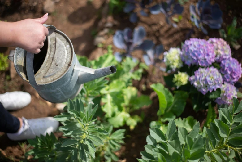 a close up of a person holding a watering can, unsplash, birdseye view, cottagecore flower garden, grey, panoramic shot