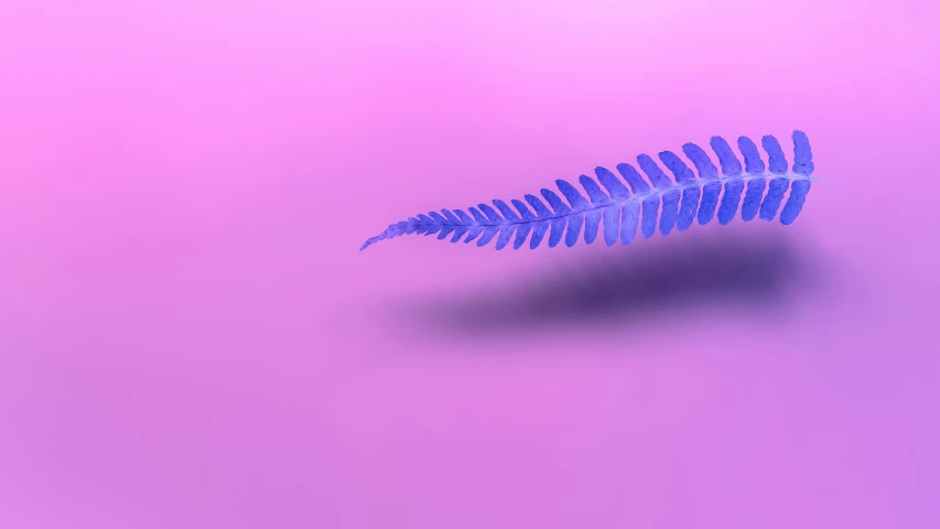 a fern leaf on a pink background, inspired by Yves Klein, trending on pexels, massurrealism, blue and purle lighting, cinema 4 d sharp focus, middle shot, gradient black to purple