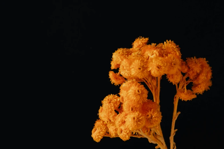 a close up of a bunch of flowers in a vase, an album cover, by Attila Meszlenyi, unsplash, vanitas, black and orange colour palette, simulacrum of a space fungus, standing with a black background, yellow hue