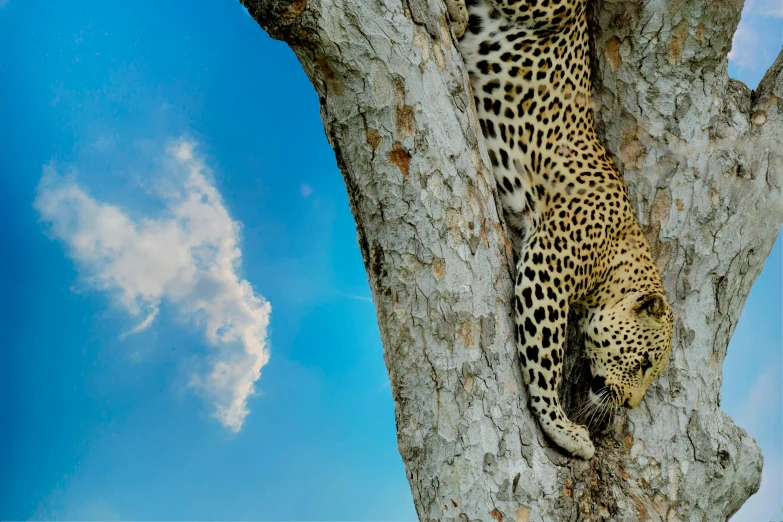 a leopard climbing up the side of a tree, an album cover, by Peter Churcher, pexels contest winner, blue sky, conde nast traveler photo, up there, graphic print