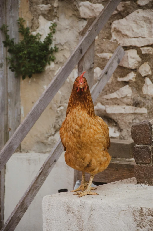 a chicken standing on the steps of a building, by Linda Sutton, pexels contest winner, renaissance, farming, frontal pose, brown tail, standing in an alleyway