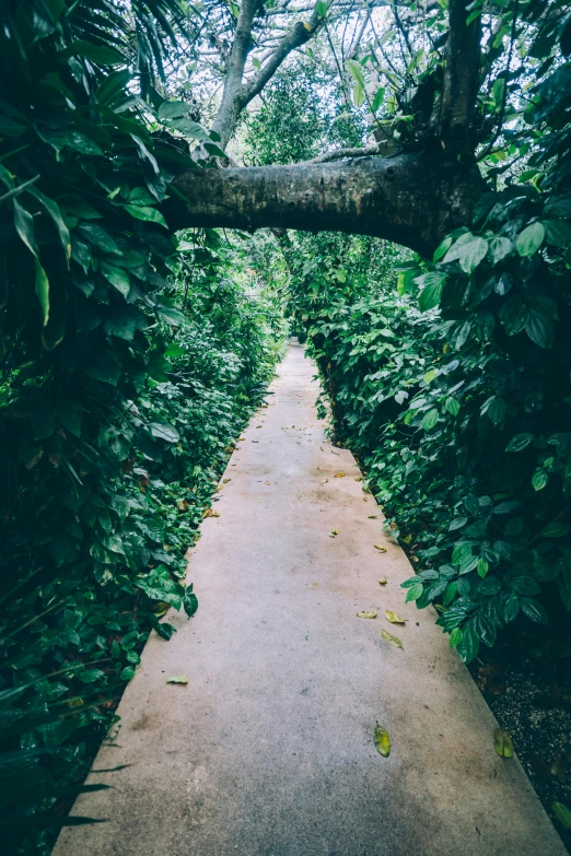 a walkway in the middle of a lush green forest, an album cover, unsplash, vines along the jungle floor, hallways, snapchat photo, tourist photo