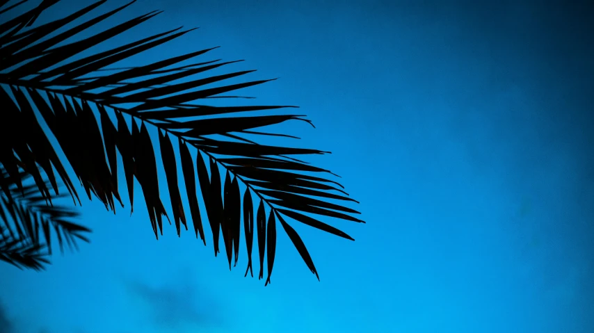 a palm tree is silhouetted against a blue sky, an album cover, inspired by Elsa Bleda, unsplash, leaf, profile image, black and blue, medium format. soft light