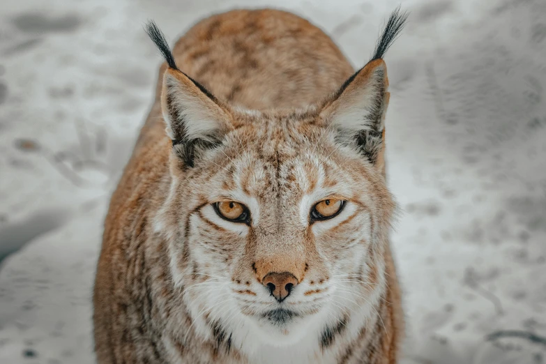 a close up of a lynx in the snow, trending on pexels, renaissance, avatar image, frontal pose, two pointed ears, vacation photo