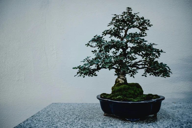 a bonsai tree sitting on top of a table, inspired by Tōshi Yoshida, unsplash contest winner, mingei, with ornamental edges, overcast day, blue and black scheme, nothofagus