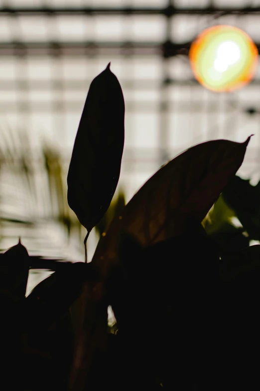 a close up of a plant with the sun in the background, by Greg Rutkowski, light and space, in bloom greenhouse, dimly light room, silhouette :7, multiple stories