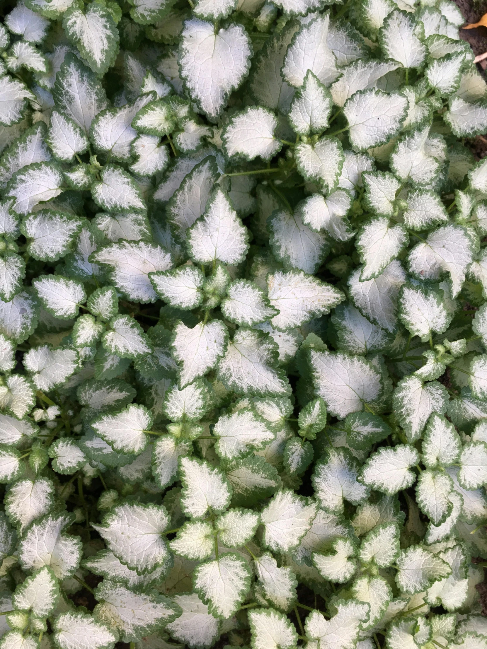 a close up of a plant with white flowers, platinum, peppermint motif, listing image, plants allover