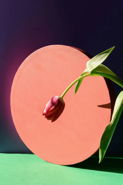 a single red tulip sitting on top of a pink circle, an album cover, inspired by Robert Mapplethorpe, trending on unsplash, conceptual art, ceramics, architectural digest, seen from the side, sustainable materials