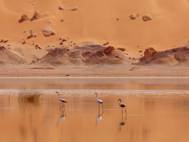 a group of birds that are standing in the water, les nabis, serene desert setting, award-winning photo uhd, sahara, unsplash photo contest winner