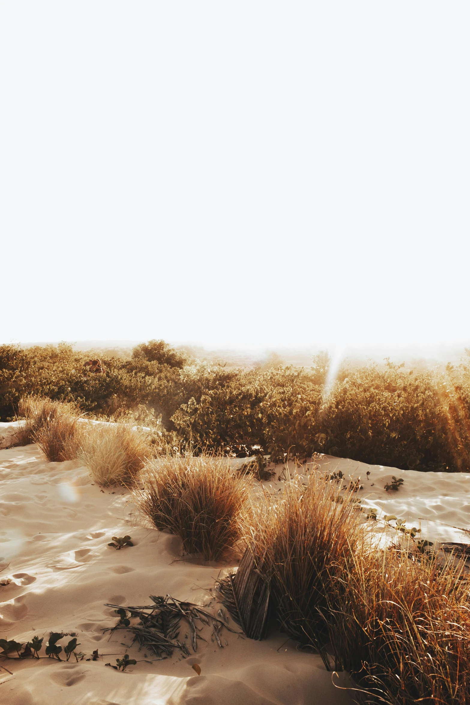 a man riding a surfboard on top of a sandy beach, sparse plants, golden grasslands, with instagram filters, quixel megascans