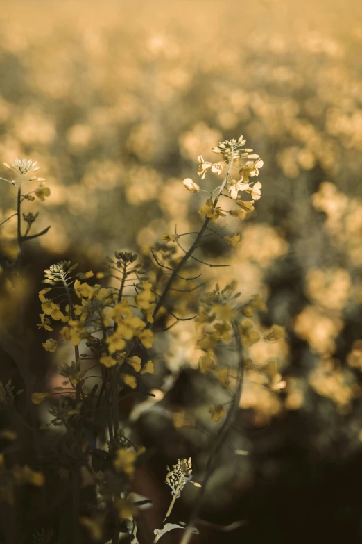 a field filled with lots of yellow flowers, a picture, inspired by Elsa Bleda, unsplash contest winner, tonalism, hasselblad film bokeh, flowers and vines, gold flaked flowers, spring evening