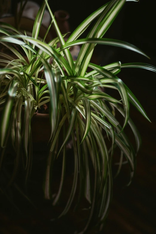 a close up of a potted plant on a table, a digital rendering, inspired by Elsa Bleda, unsplash, long wispy tentacles, highly detailed soft lighting, shot with sony alpha 1 camera, high angle shot