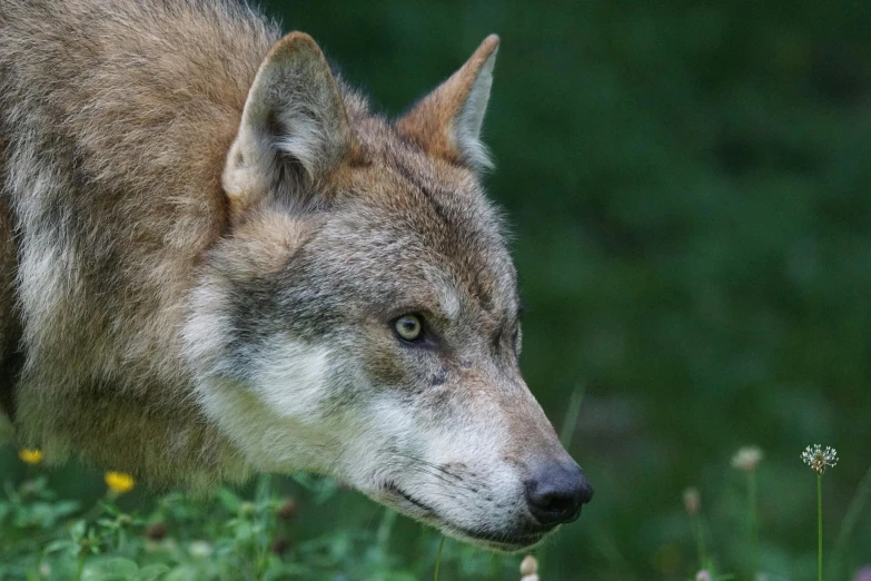 a wolf standing on top of a lush green field, closeup of the face, looking old, hunting, wikimedia