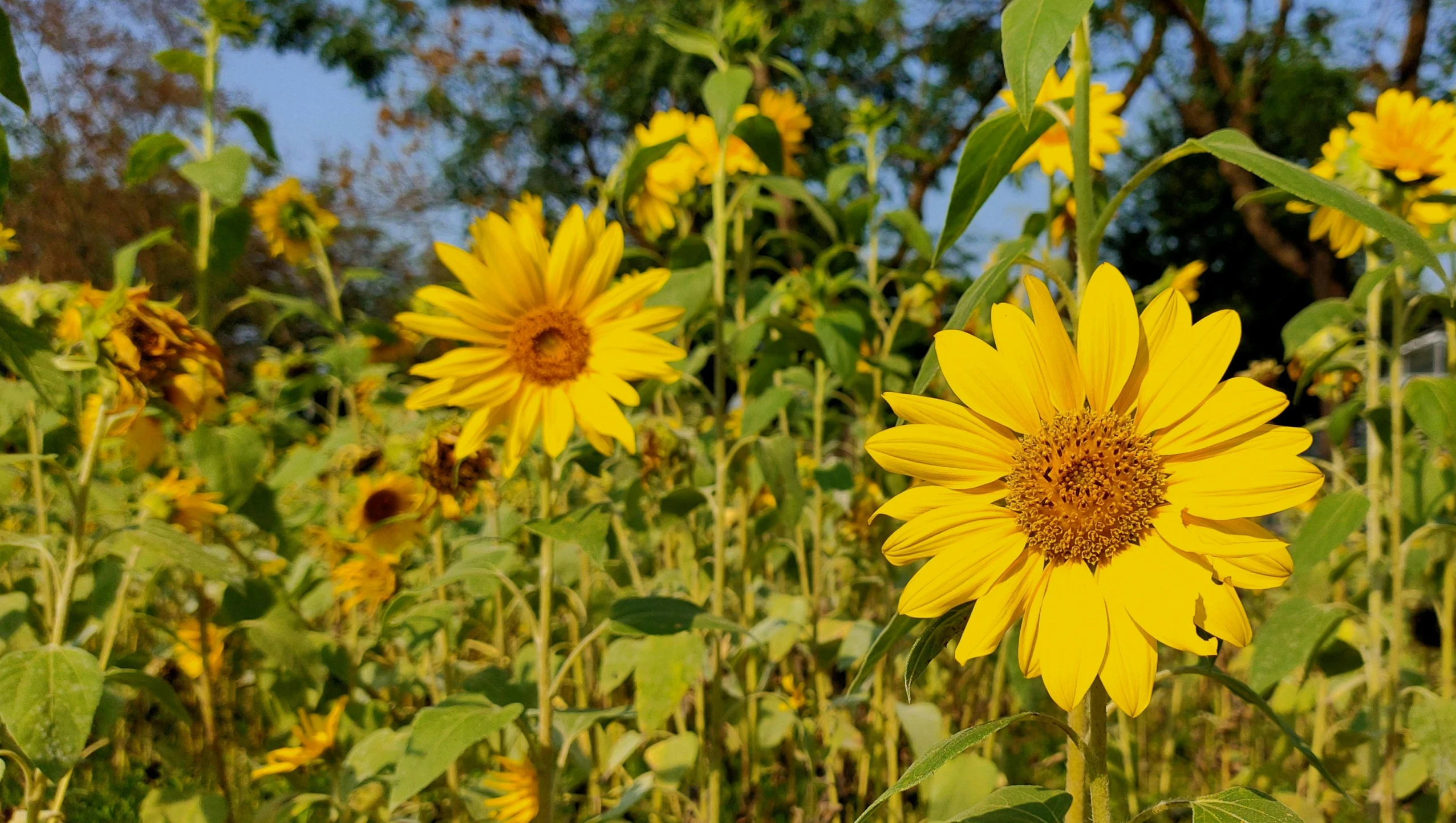 a field of sunflowers with a blue sky in the background, by Carey Morris, in a cottagecore flower garden, profile image