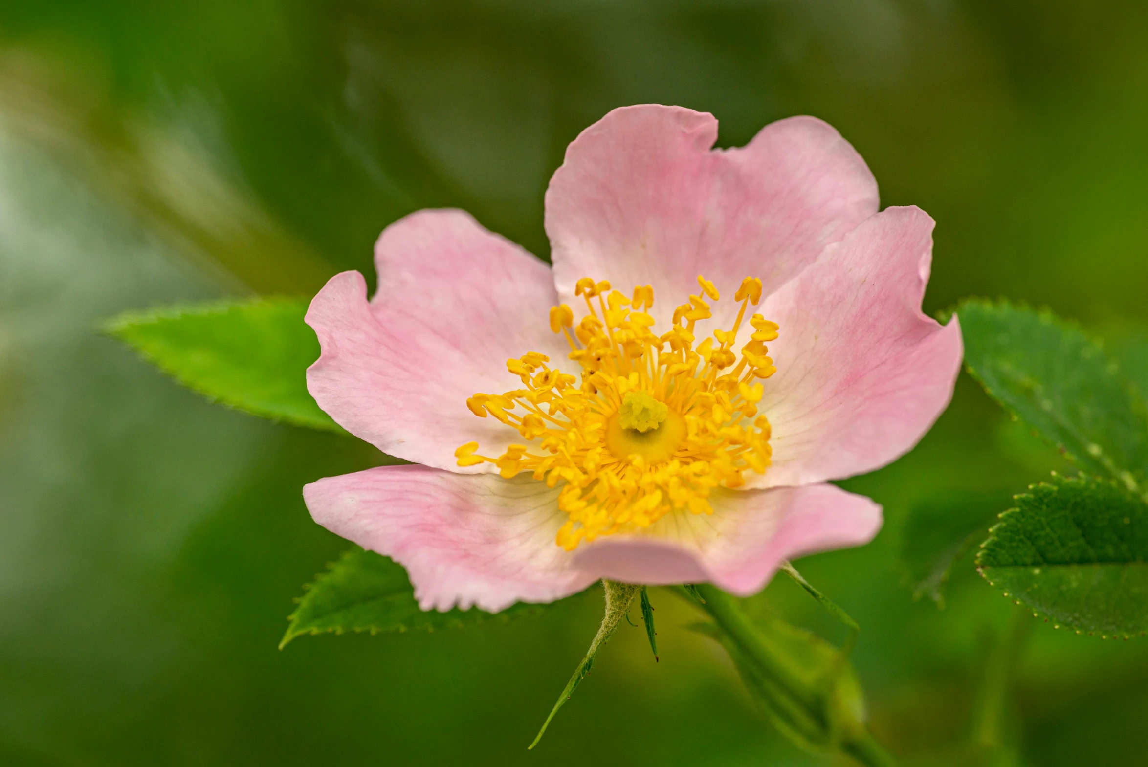 a close up of a pink flower with green leaves, unsplash, rose-brambles, high-resolution photo, pink and yellow, paul barson