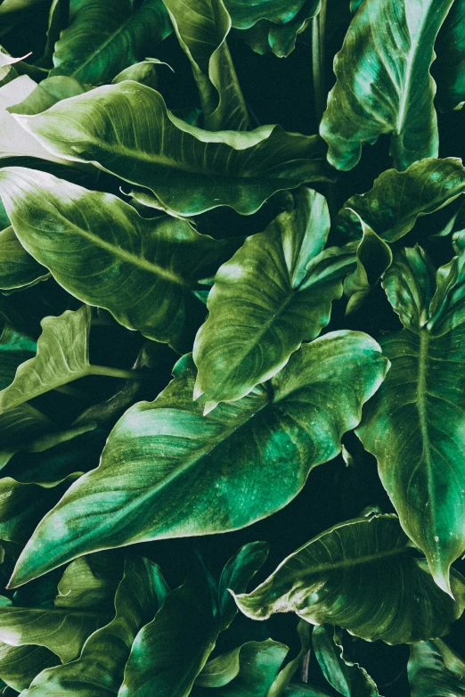 a close up of a plant with green leaves, inspired by Art Green, photorealism, velvet, magnolia big leaves and stems, well-lit, humid alien jungle