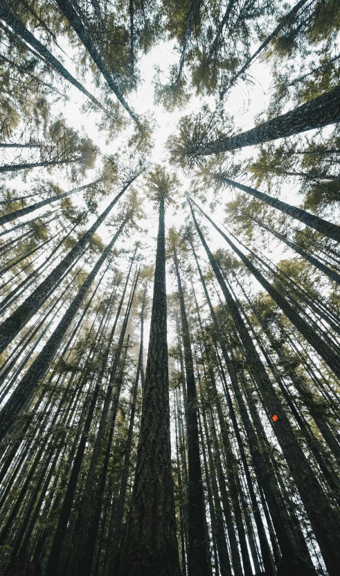 a forest filled with lots of tall trees, by IAN SPRIGGS, unsplash contest winner, land art, low angle wide shot, ((trees)), instagram post, round-cropped