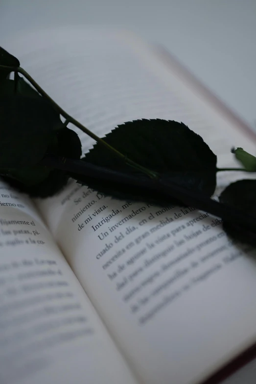 a rose laying on top of an open book, with black vines, over-the-shoulder shot, low quality photo, black
