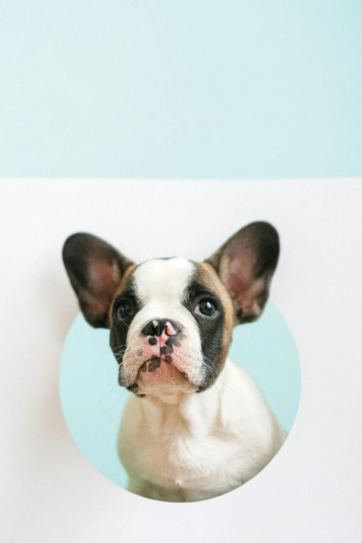 a dog peeking out of a hole in a wall, trending on unsplash, pop art, french bulldog, on a pale background, high quality photo, with round cheeks