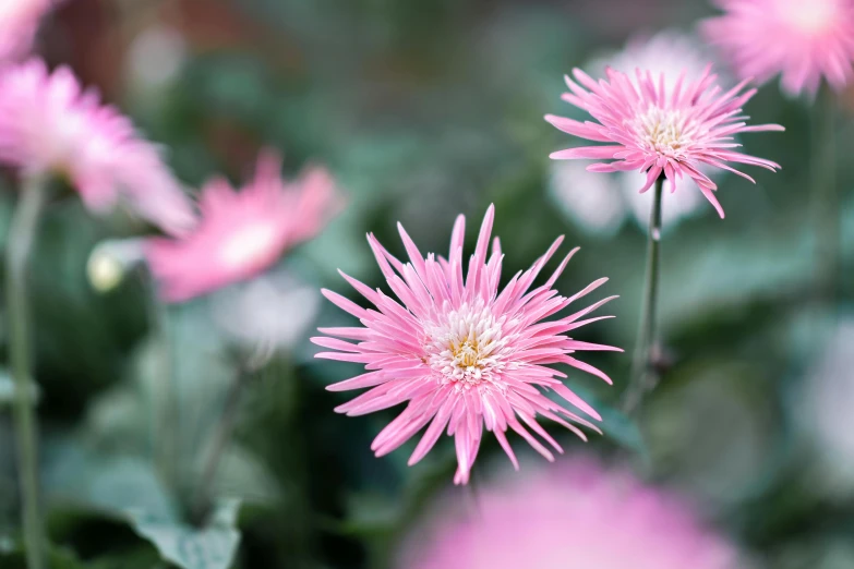 a close up of a bunch of pink flowers, chrysanthemum eos-1d, fan favorite, shot with premium dslr camera, on display