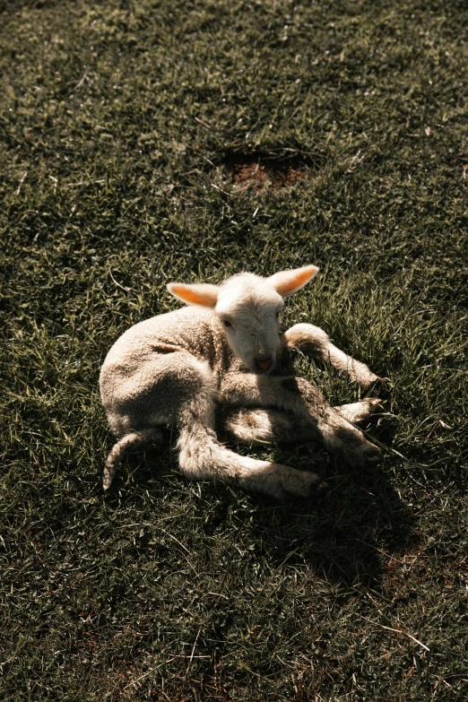 a lamb that is laying down in the grass, by Elsa Bleda, pexels contest winner, renaissance, blocking the sun, contorted, high angle shot, scratching head