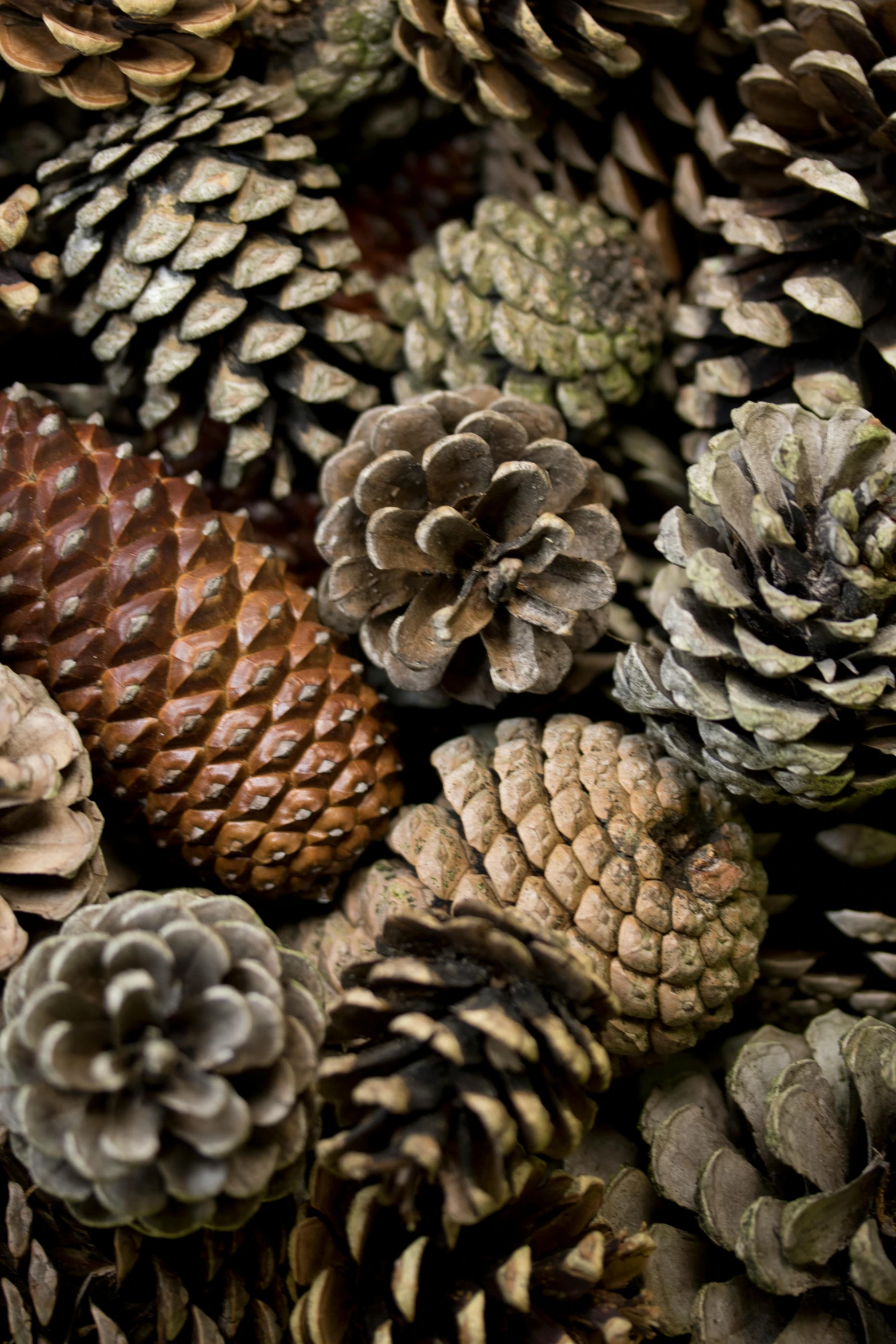 a pile of pine cones sitting on top of a table, slide show, diverse species, panel, muted brown