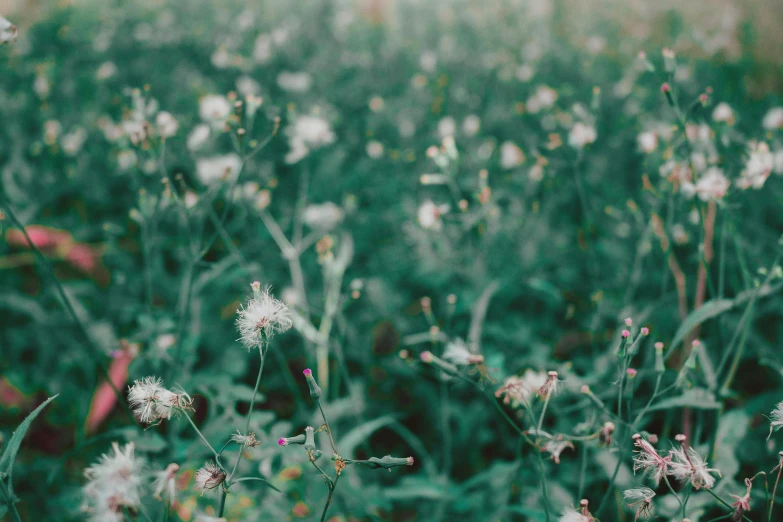 a field filled with lots of white flowers, inspired by Elsa Bleda, unsplash, visual art, background image, muted green, alessio albi, weeds