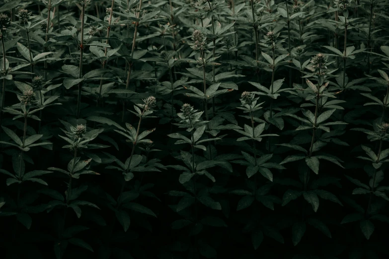 a field filled with lots of green plants, an album cover, inspired by Elsa Bleda, unsplash contest winner, tonalism, background ( dark _ smokiness ), salvia, hq 4k phone wallpaper, alessio albi