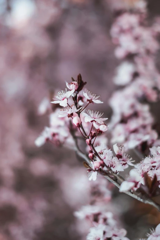 a bunch of pink flowers sitting on top of a tree, by Jesper Knudsen, trending on unsplash, paul barson, red brown and white color scheme, plum blossom, “ iron bark