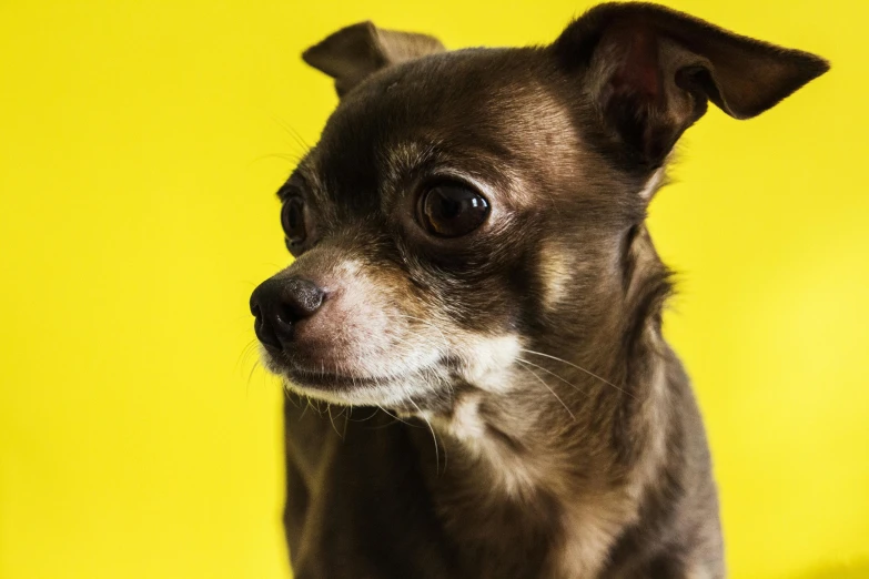 a close up of a small dog on a yellow background, by Gavin Hamilton, pexels contest winner, photorealism, chihuahua, “ iron bark, high quality photo, male emaciated