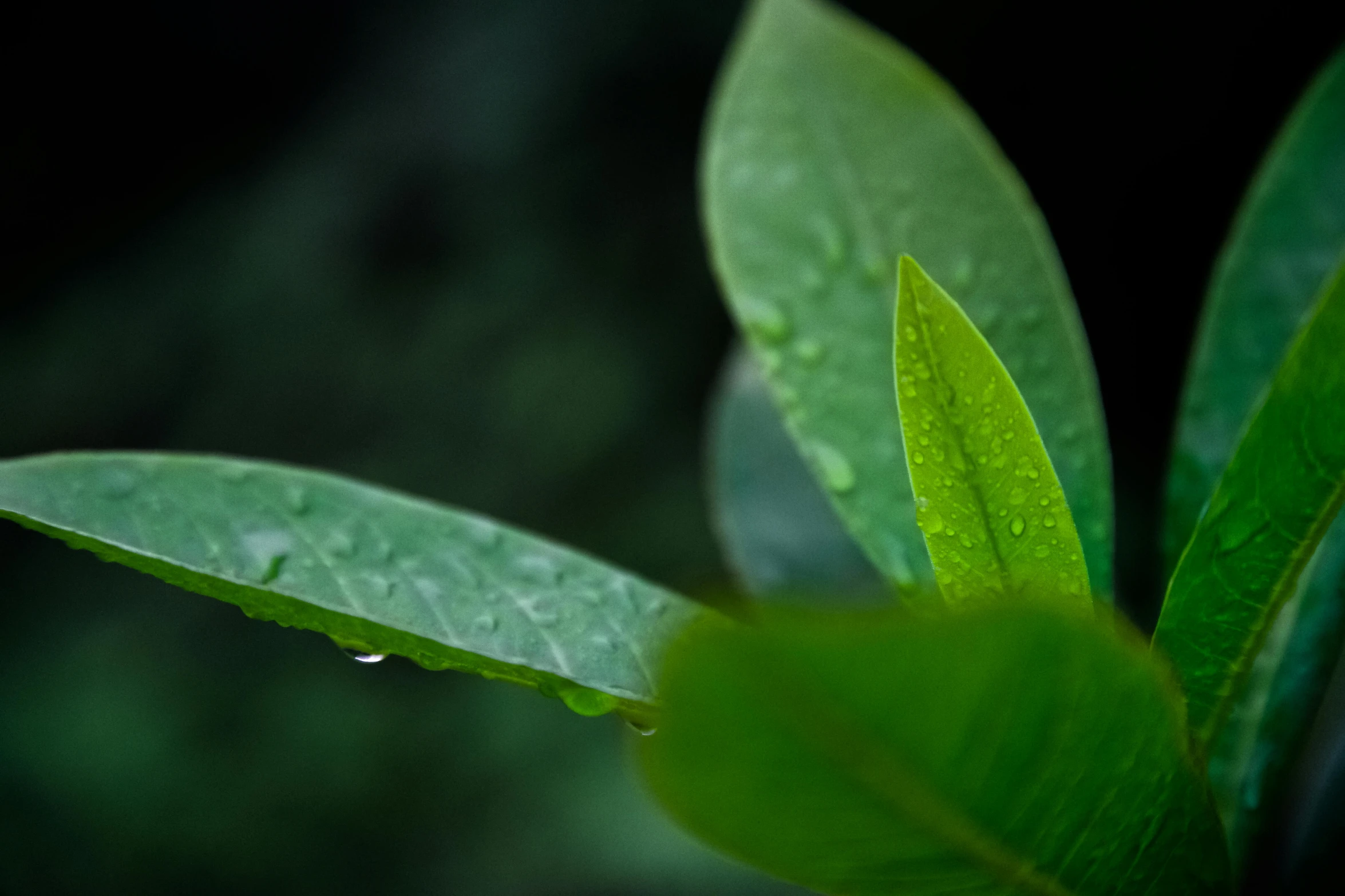 a close up of a leaf with water droplets on it, by Reuben Tam, unsplash, hurufiyya, assam tea garden background, rendered in 4 k, paul barson, black and green