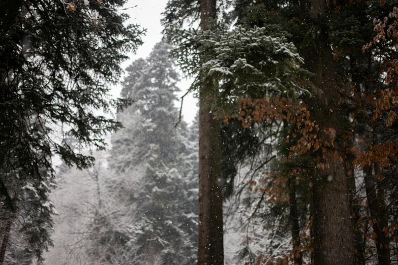 a red fire hydrant sitting in the middle of a snow covered forest, a portrait, pexels contest winner, process art, redwood sequoia trees, under a gray foggy sky, trees with lots of leaves, today\'s featured photograph 4k