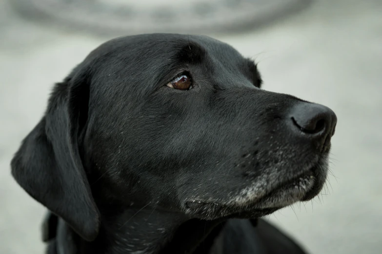 a black dog sitting in front of a fire hydrant, pexels contest winner, photorealism, close - up profile face, today\'s featured photograph 4k, labrador, grey